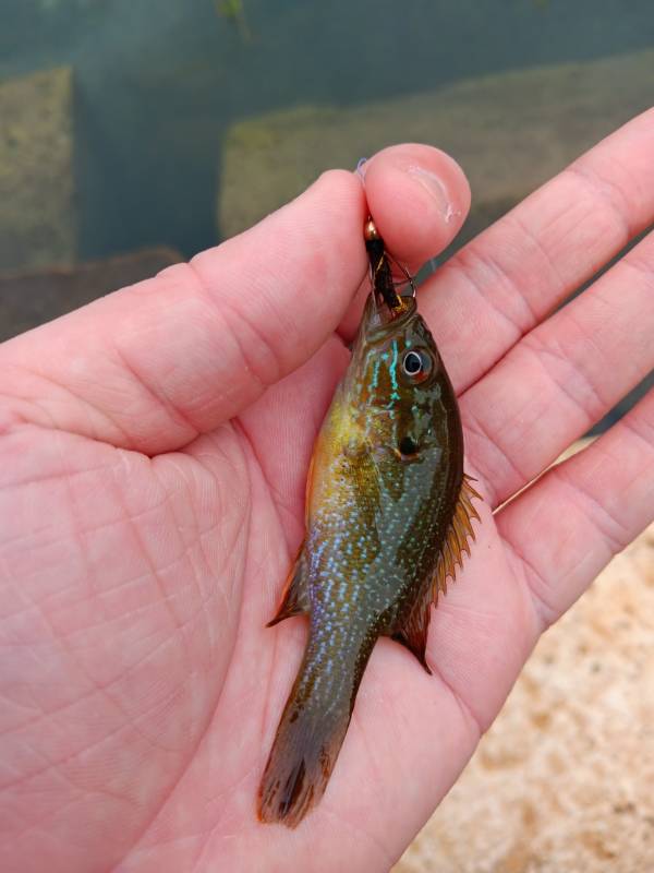 Green sunfish in Live Oak