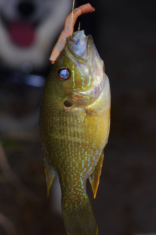 Green sunfish in College Station