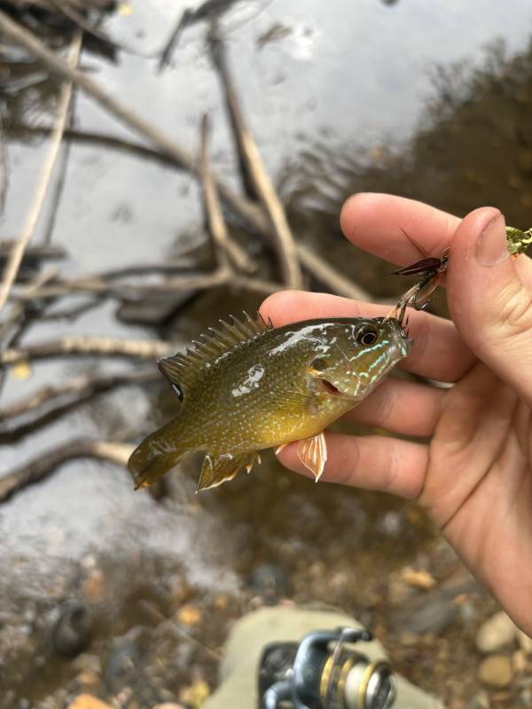 Green sunfish in East Ridge