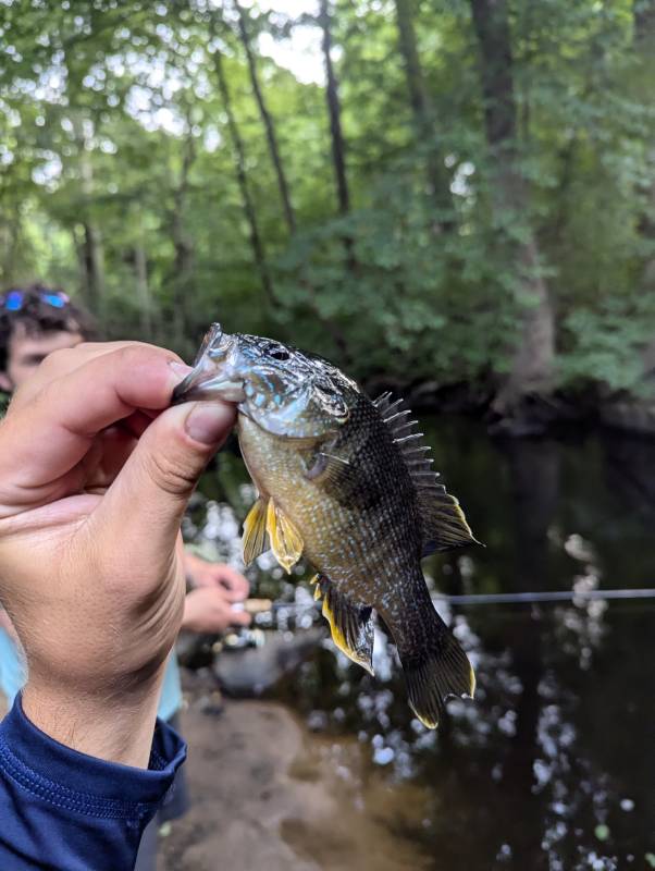 Green sunfish in Jewett City