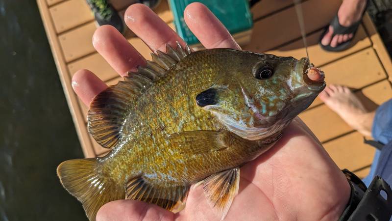 Green sunfish in New Berlin