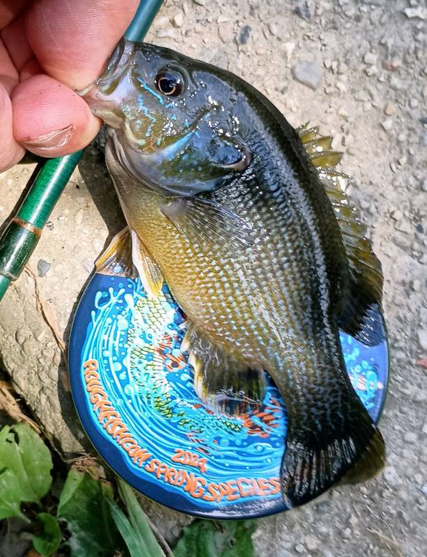 Green sunfish in Naperville