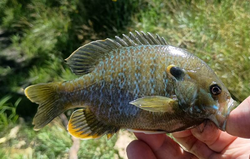 Green sunfish in Naperville