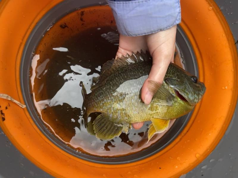 Green sunfish in Baden