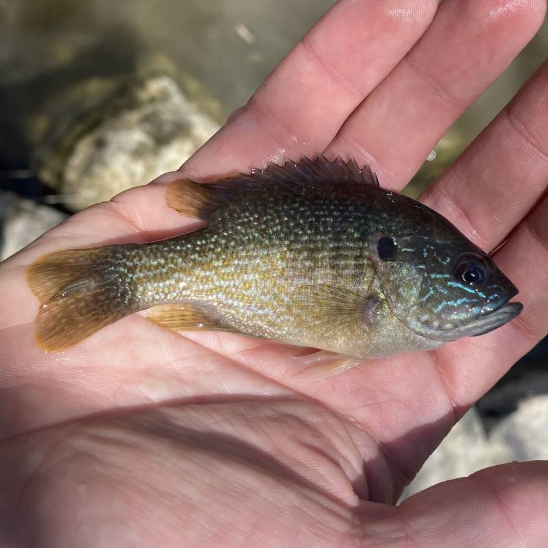 Green sunfish in New Berlin