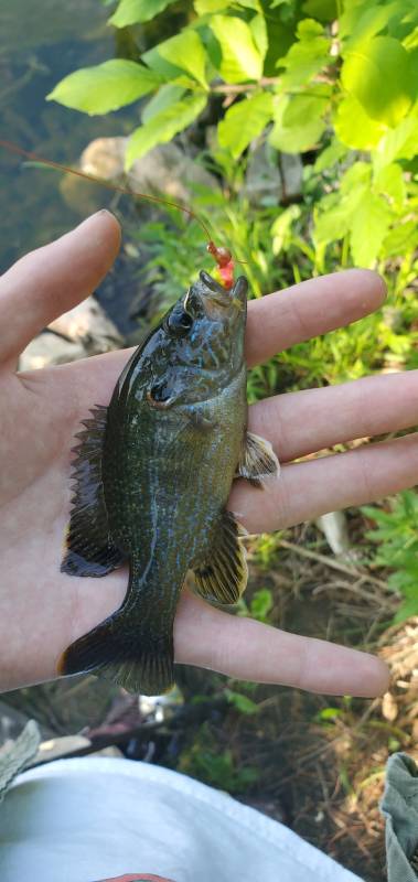 Green sunfish in Keosauqua