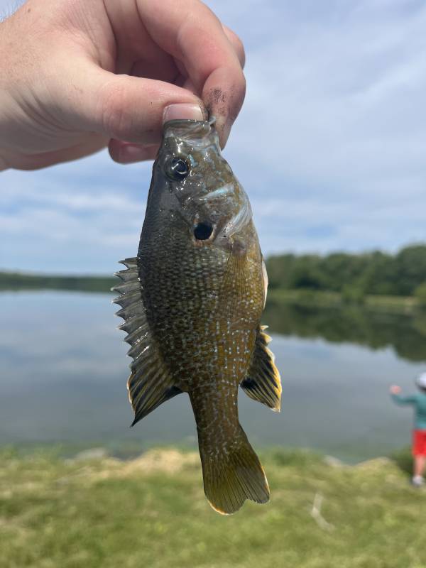 Green sunfish in Saint Charles