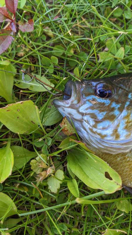 Green sunfish in New Berlin