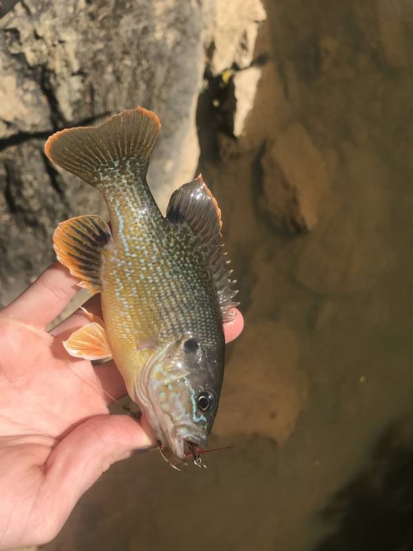 Green sunfish in Chapel Hill