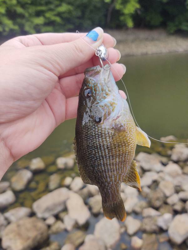 Green sunfish in Newport
