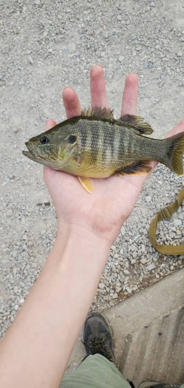 Green sunfish in Keosauqua
