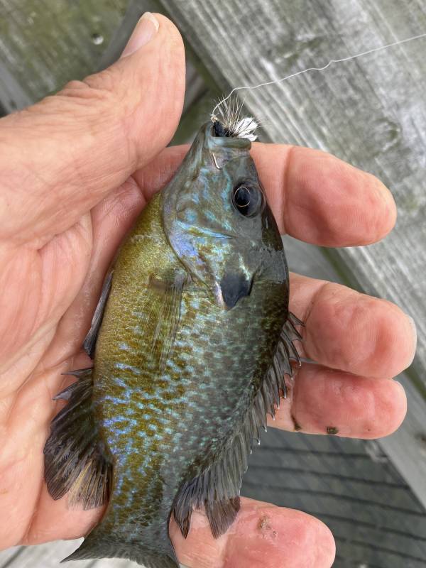 Green sunfish in Clyde