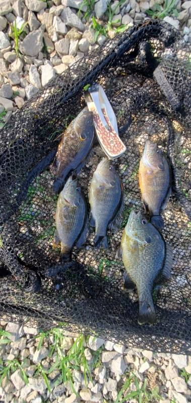 Green sunfish in Keosauqua