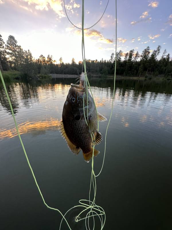 Green sunfish in Arizona