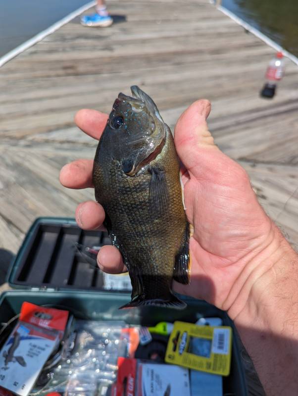 Green sunfish in Roanoke