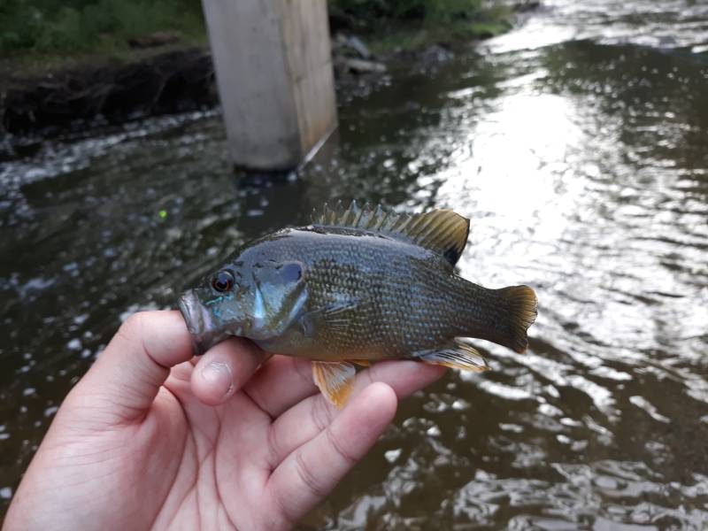 Green sunfish in Newburgh Heights
