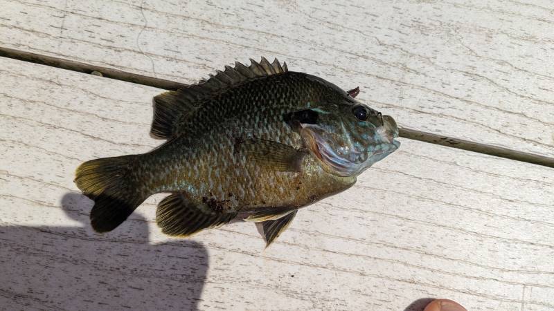 Green sunfish in New Berlin
