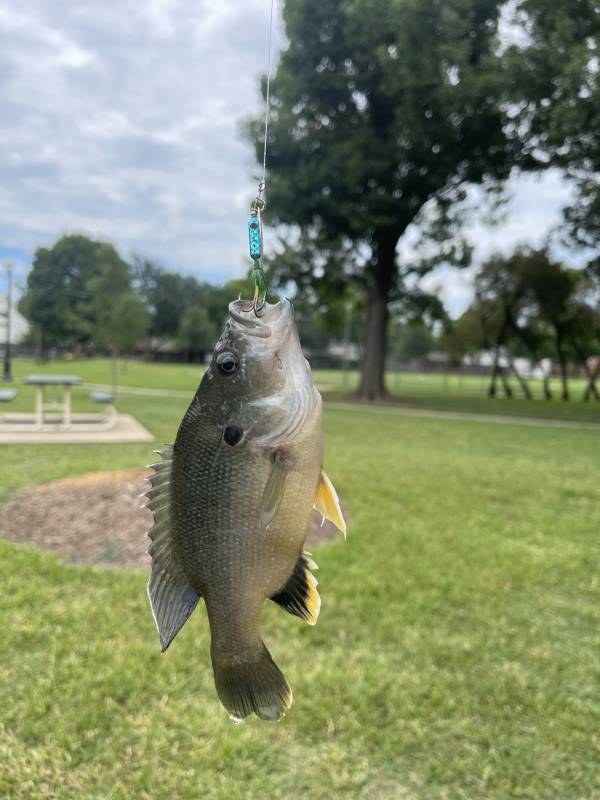 Green sunfish in Arlington