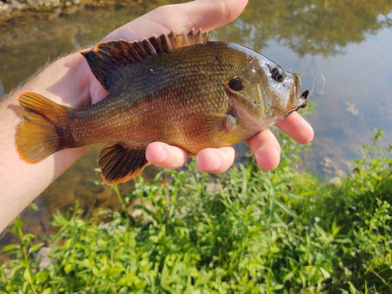 Green sunfish in Indiana