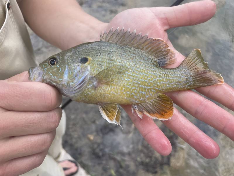 Green sunfish in Grey Forest