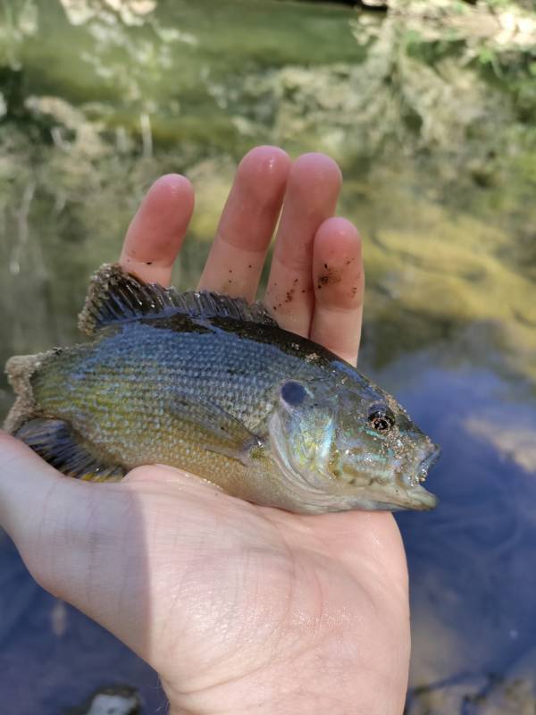 Green sunfish in Narberth