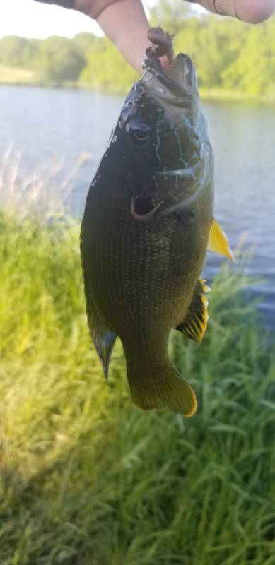 Green sunfish in Saint Joseph