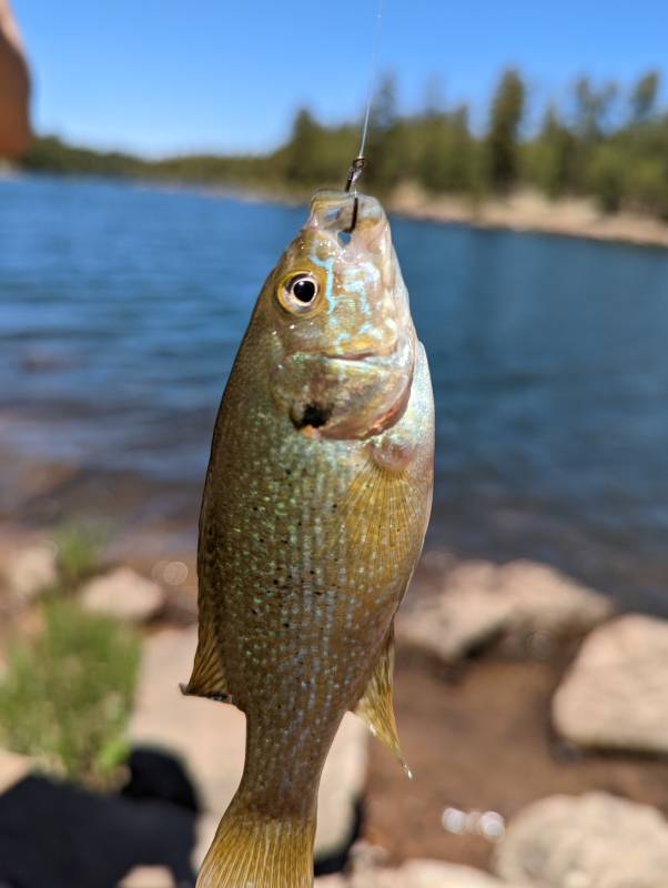 Green sunfish in Arizona