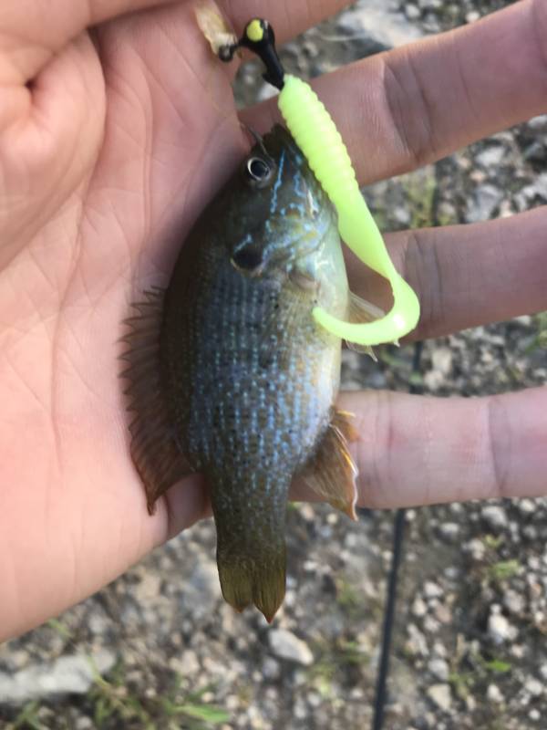 Green sunfish in Kansas