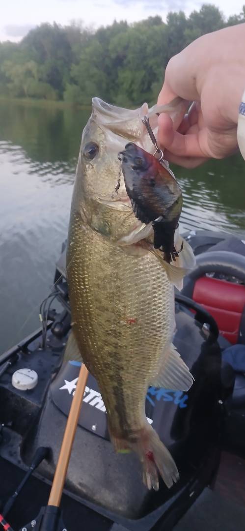 Largemouth bass in Blaine