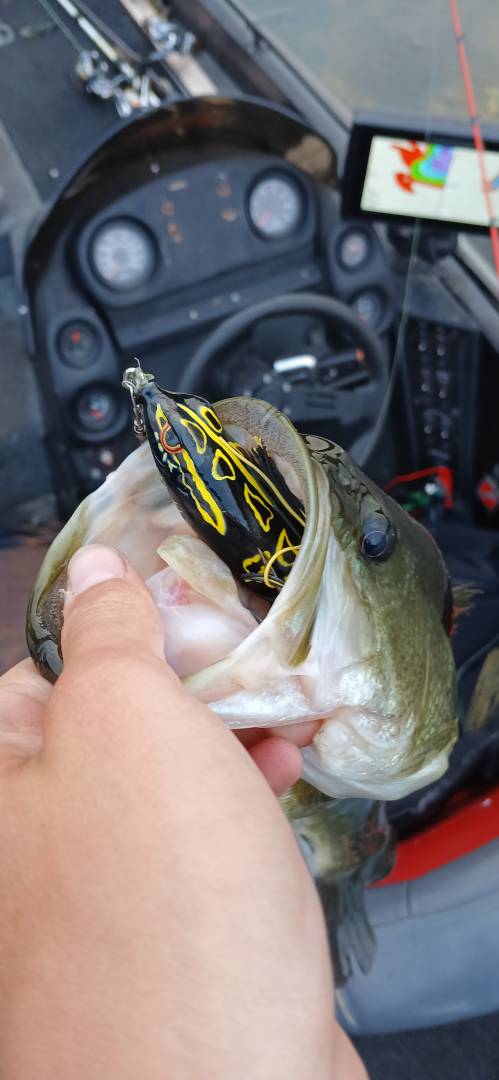 Largemouth bass in Lake Saint Croix Beach