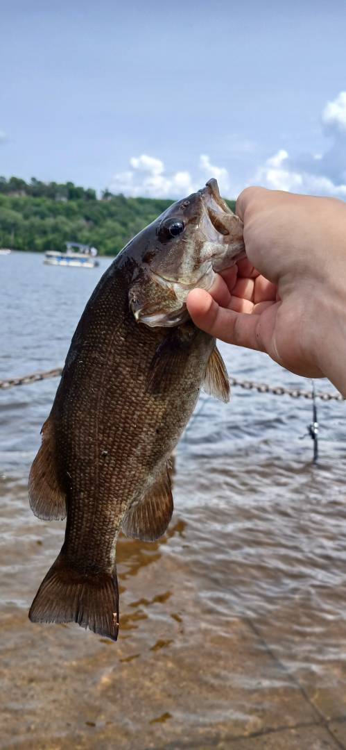 Smallmouth bass in Lake Saint Croix Beach