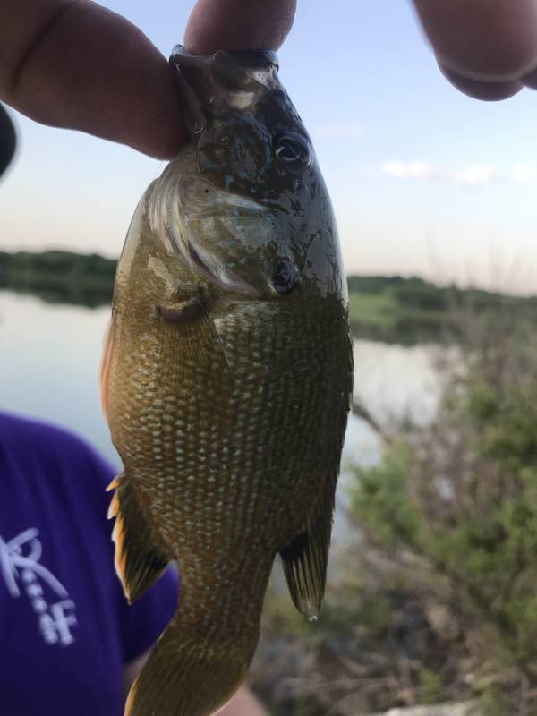 Green sunfish in Pottawatomie County