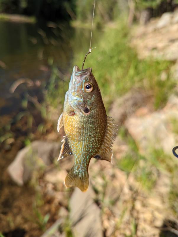 Green sunfish in Arizona