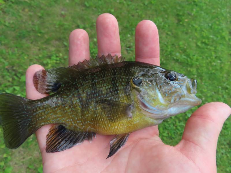 Green sunfish in Greenfield