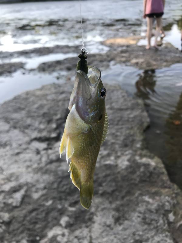 Green sunfish in Riley County