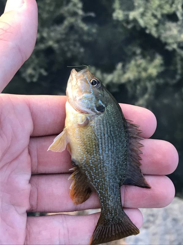 Green sunfish in Riley County
