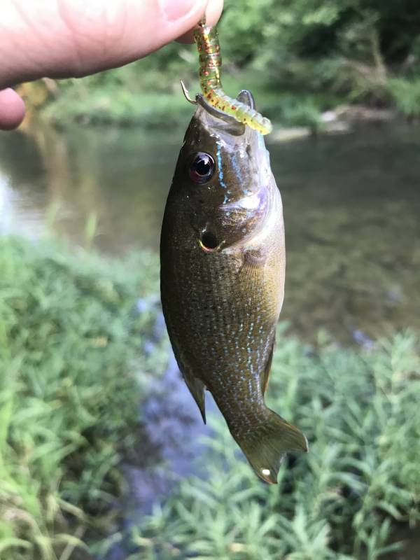 Green sunfish in Riley County
