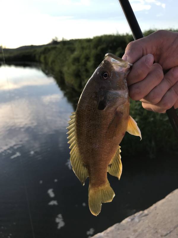 Green sunfish in Riley County