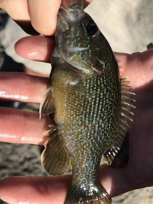Green sunfish in Riley County