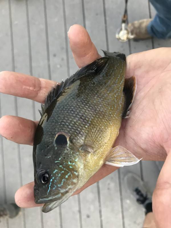 Green sunfish in Junction City