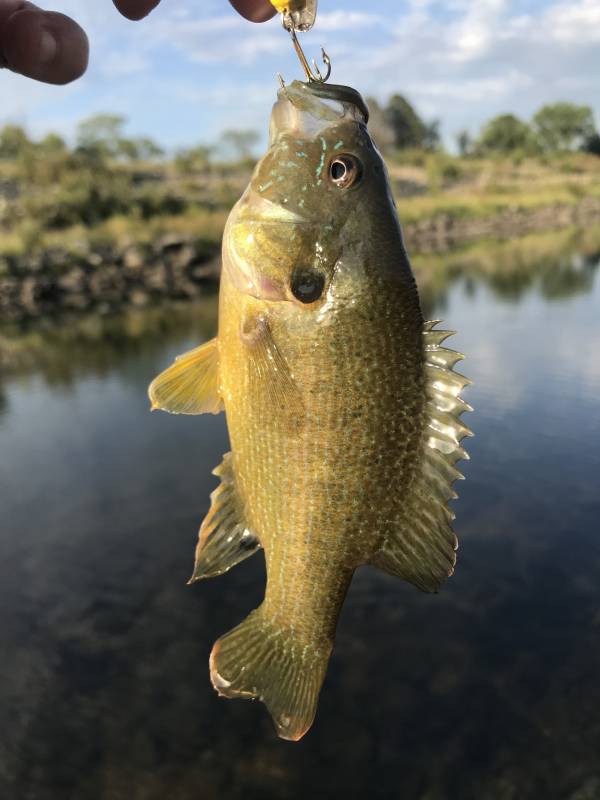 Green sunfish in Junction City