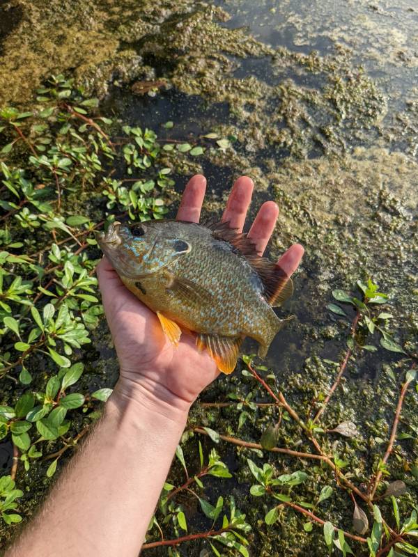 Green sunfish in North Wales