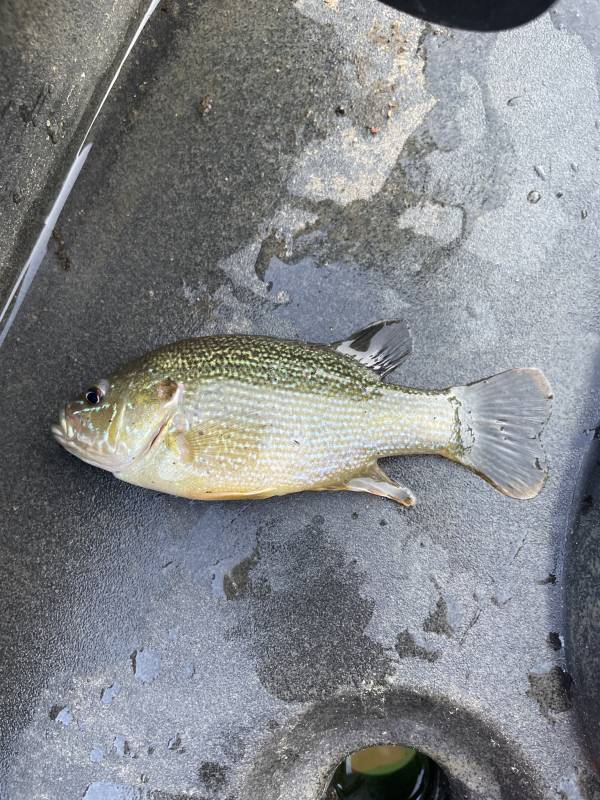 Green sunfish in Artondale