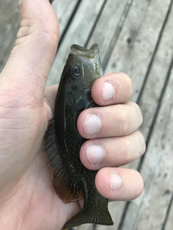 Green sunfish in Junction City