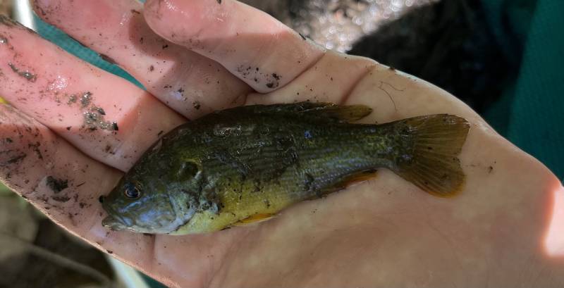 Green sunfish in Highland Park