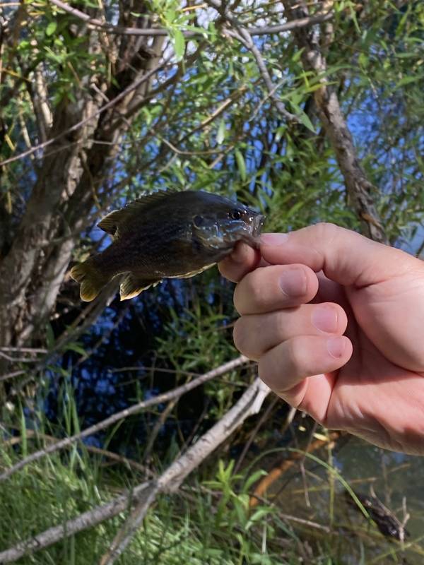 Green sunfish in Reedley