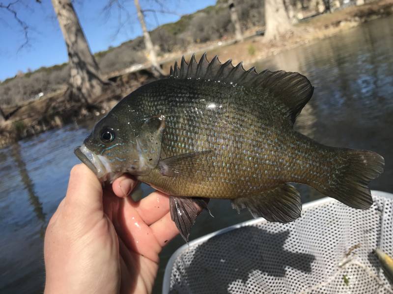 Green sunfish in Junction
