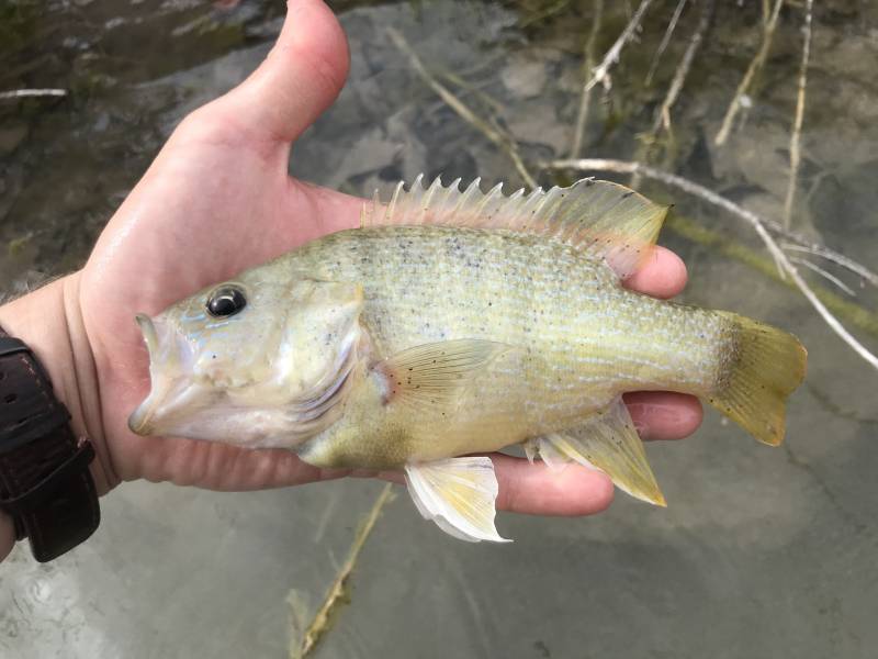 Green sunfish in Fredericksburg