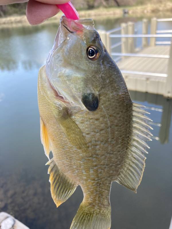 Green sunfish in Pond Creek