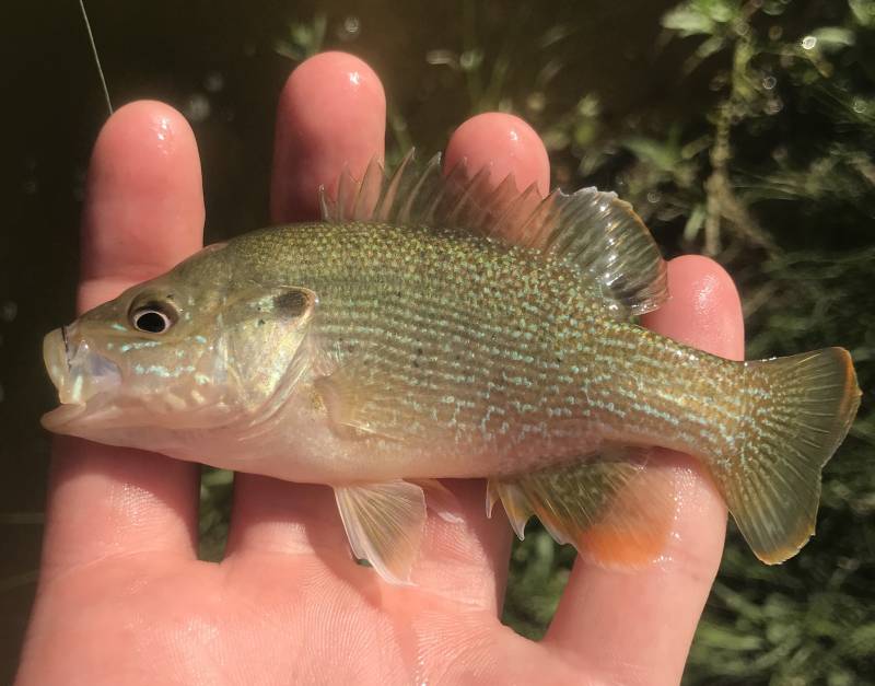Green sunfish in Fredericksburg